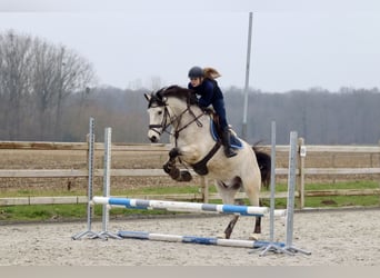 Connemara, Caballo castrado, 5 años, 156 cm, Dunalino (Cervuno x Palomino)