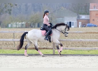 Connemara, Caballo castrado, 5 años, 156 cm, Dunalino (Cervuno x Palomino)