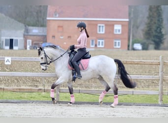 Connemara, Caballo castrado, 5 años, 156 cm, Dunalino (Cervuno x Palomino)