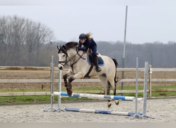 Connemara, Caballo castrado, 5 años, 156 cm, Dunalino (Cervuno x Palomino)