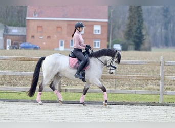 Connemara, Caballo castrado, 5 años, 156 cm, Dunalino (Cervuno x Palomino)