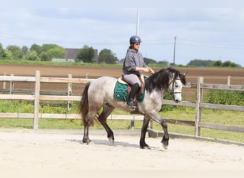 Connemara, Caballo castrado, 5 años, 156 cm, Porcelana