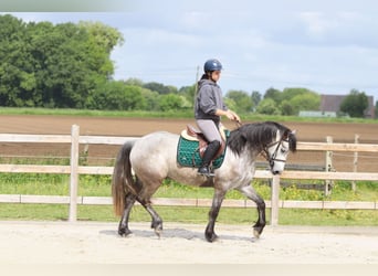 Connemara, Caballo castrado, 5 años, 156 cm, Porcelana