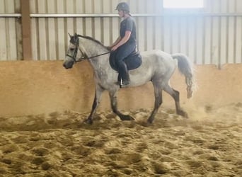 Connemara, Caballo castrado, 5 años, 158 cm, Tordo