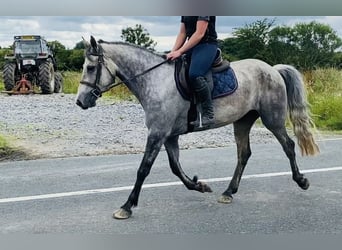 Connemara, Caballo castrado, 5 años, 158 cm, Tordo