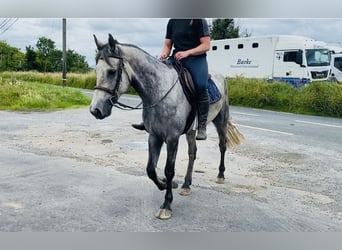 Connemara, Caballo castrado, 5 años, 158 cm, Tordo