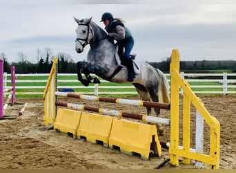 Connemara, Caballo castrado, 5 años, 158 cm, Tordo