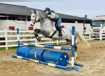Connemara, Caballo castrado, 5 años, 158 cm, Tordo