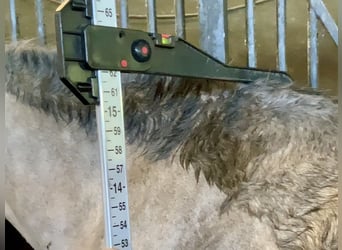 Connemara, Caballo castrado, 5 años, 158 cm, Tordo rodado