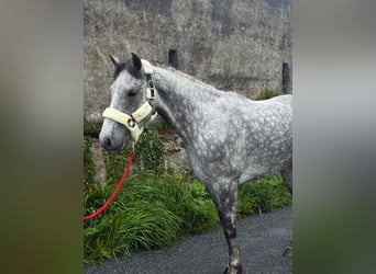 Connemara, Caballo castrado, 5 años, 158 cm, Tordo rodado