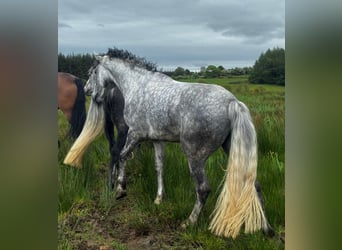 Connemara, Caballo castrado, 5 años, 158 cm, Tordo rodado