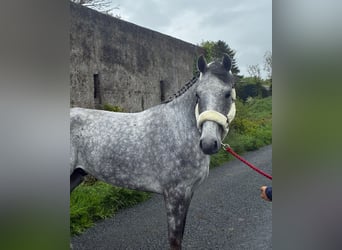 Connemara, Caballo castrado, 5 años, 158 cm, Tordo rodado