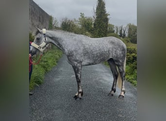 Connemara, Caballo castrado, 5 años, 158 cm, Tordo rodado