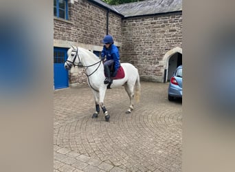 Connemara, Caballo castrado, 5 años, 160 cm, Tordo