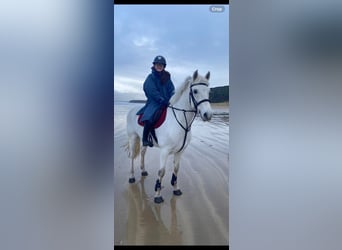 Connemara, Caballo castrado, 5 años, 160 cm, Tordo