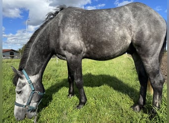 Connemara Mestizo, Caballo castrado, 5 años, 160 cm, Tordo