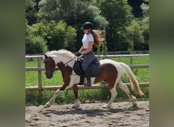 Connemara, Caballo castrado, 6 años, 136 cm, Pío