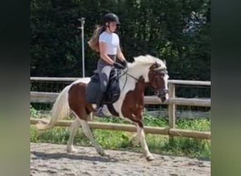 Connemara, Caballo castrado, 6 años, 136 cm, Pío