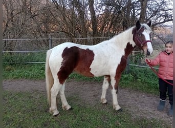 Connemara, Caballo castrado, 6 años, 136 cm, Pío