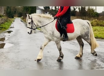 Connemara, Caballo castrado, 6 años, 138 cm, Tordillo negro