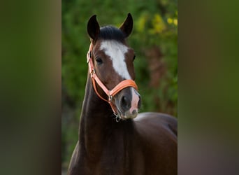 Connemara, Caballo castrado, 6 años, 143 cm, Castaño