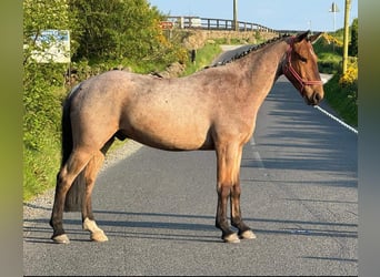 Connemara, Caballo castrado, 6 años, 143 cm, Ruano alazán