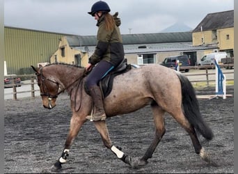 Connemara, Caballo castrado, 6 años, 143 cm, Ruano alazán