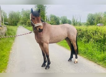 Connemara, Caballo castrado, 6 años, 143 cm, Ruano alazán