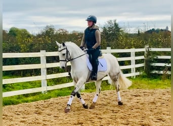 Connemara, Caballo castrado, 6 años, 145 cm