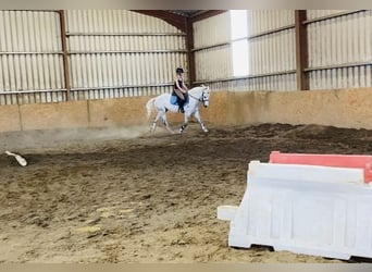 Connemara, Caballo castrado, 6 años, 145 cm, Tordo