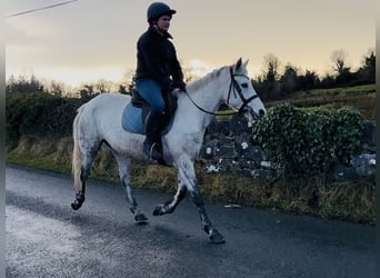 Connemara, Caballo castrado, 6 años, 147 cm, Tordo