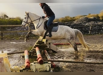 Connemara, Caballo castrado, 6 años, 147 cm, Tordo
