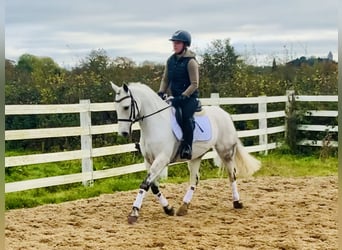 Connemara, Caballo castrado, 6 años, 147 cm, Tordo