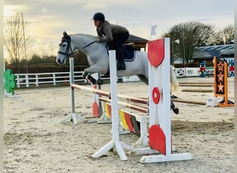 Connemara, Caballo castrado, 6 años, 147 cm, Tordo