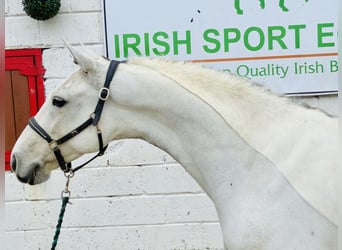 Connemara, Caballo castrado, 6 años, 147 cm, Tordo