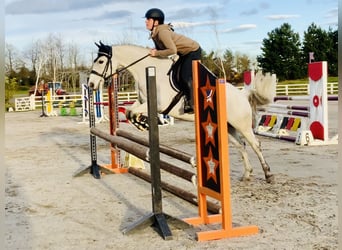 Connemara, Caballo castrado, 6 años, 147 cm, Tordo