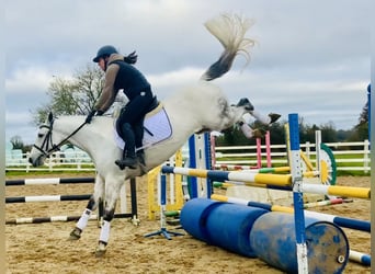 Connemara, Caballo castrado, 6 años, 147 cm, Tordo