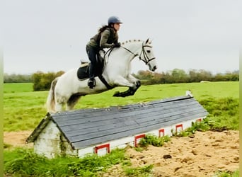 Connemara, Caballo castrado, 6 años, 147 cm, Tordo