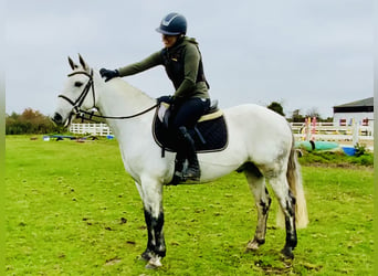 Connemara, Caballo castrado, 6 años, 147 cm, Tordo