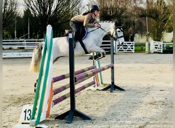 Connemara, Caballo castrado, 6 años, 147 cm, Tordo