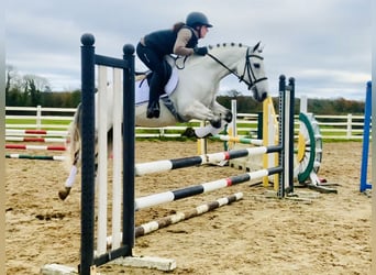 Connemara, Caballo castrado, 6 años, 147 cm, Tordo