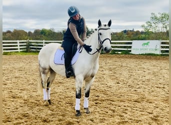 Connemara, Caballo castrado, 6 años, 147 cm, Tordo