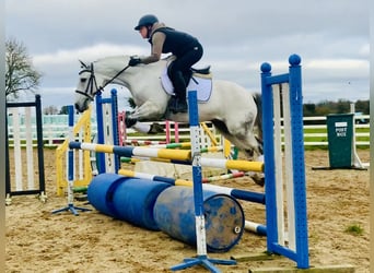 Connemara, Caballo castrado, 6 años, 147 cm, Tordo