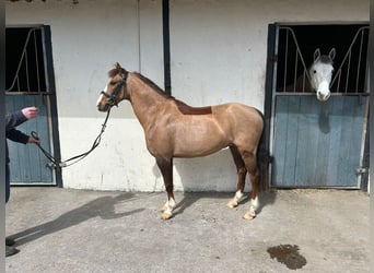Connemara Mestizo, Caballo castrado, 6 años, 148 cm, Castaño rojizo