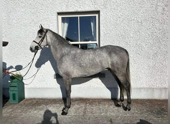 Connemara Mestizo, Caballo castrado, 6 años, 148 cm, Castaño rojizo