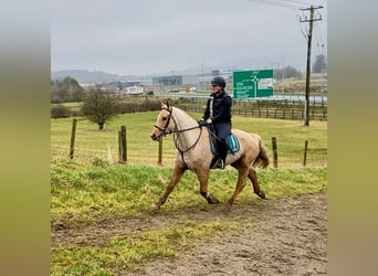 Connemara, Caballo castrado, 6 años, 148 cm, Palomino