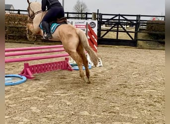 Connemara, Caballo castrado, 6 años, 148 cm, Palomino