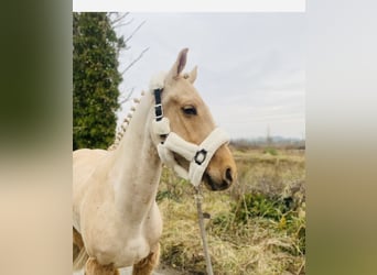 Connemara, Caballo castrado, 6 años, 148 cm, Palomino