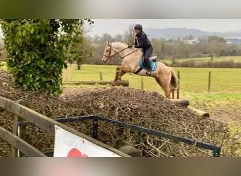 Connemara, Caballo castrado, 6 años, 148 cm, Palomino