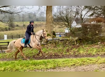 Connemara, Caballo castrado, 6 años, 148 cm, Palomino